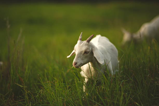 istock Dairy goat on a small farm in Ontario, Canada 2099528839