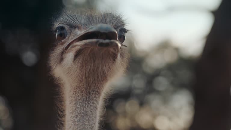 Close-up view of ostrich on the ostrich farm. Funny ostrich opening peak. Wildlife animals in the nature.