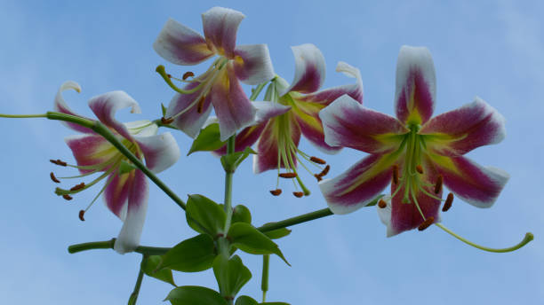istock Lily flowers on a blue sky background. Flowers close-up. 2099538675