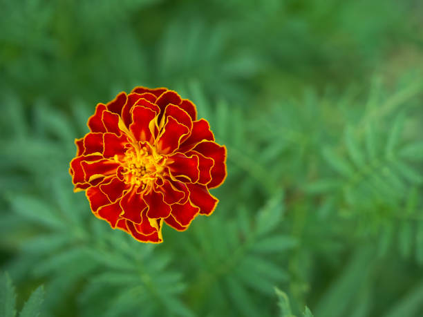 istock One large marigold flower, close-up shot, top view. 2099539752