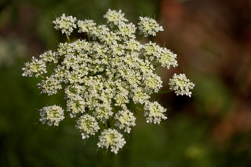 Blooming hemlock ordinary close-up. Apiaceae or Umbelliferae is a family of mostly aromatic flowering plants commonly known as the celery, carrot or parsley family, or simply as umbellifers.