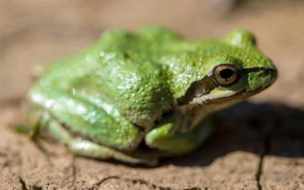 cor verde morfo pacific tree frog. - frog profile side view human skin - fotografias e filmes do acervo