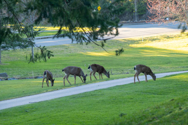 istock Deers in Fairwinds golf club 2099550379