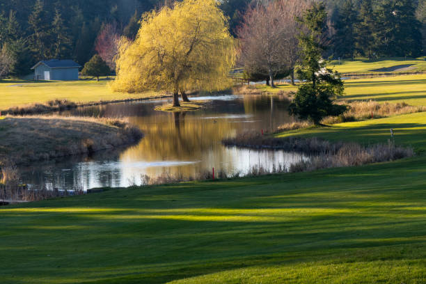 Deers stroll around the golf course they appear graceful and peaceful as a natural part of scene, Nanoose bay area, Nanaimo, Vancouver island, BC, Canada