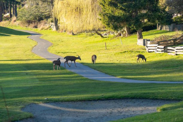 istock Deers in Fairwinds golf club 2099550389