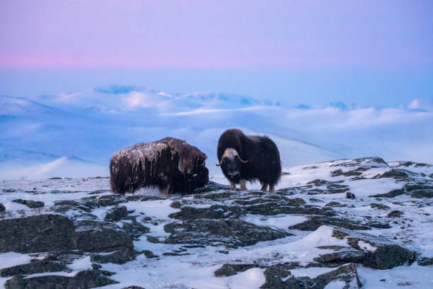 two male muskoxen in a very cold winter environment with wonderful sunrise, in the mountains landscape of Dovrefjell National Park - Oppdal – Norway two male muskoxen in a very cold winter environment with wonderful sunrise, in the mountains landscape of Dovrefjell National Park - Oppdal – Norway oppdal stock pictures, royalty-free photos & images