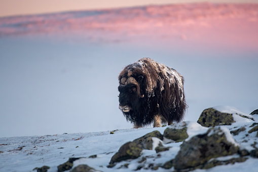 male muskox in a very cold winter environment with wonderful sunrise, in the mountains landscape of Dovrefjell National Park - Oppdal – Norway