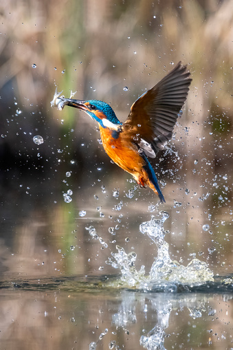 kingfisher coming out of the water having just caught a fish in a river . Vertical view , Italy