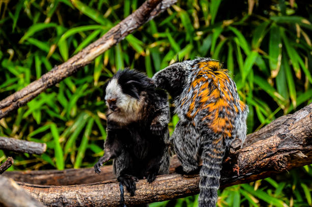 Small Black and White Monkey Callithrix Geoffroyi Small Black and White Monkey callithrix geoffroyi stock pictures, royalty-free photos & images