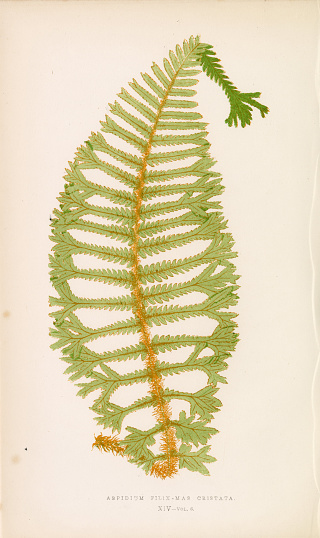 This beautiful botanical artwork was discovered within the most comprehensive world wide guide to ferns by renowned botanist; Edward Joseph Lowe (1825-1900). Born in Nottinghamshire, published on grasses and ferns and was also an authority on atmospheric phenomena. The first edition was published 1856-60 and serves as a monument to the Victorian passion for ferns illustrated by over 500 colour plates.