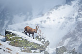 male of Alpine mountain ibex in the snow in winter environment , valsavarenche Val D’aosta – Italy