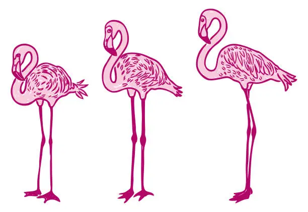 Vector illustration of Flamingo pink waterfovl birds, three, cartoon, standing, funny, vector hand drawing isolated on white