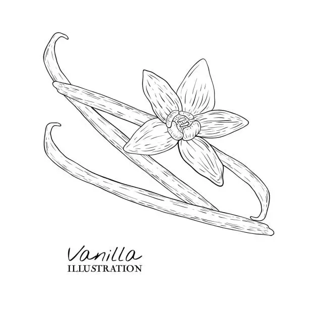 Vector illustration of vanilla illustration on white background. Hand drawn sketches