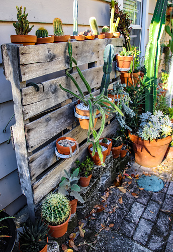 Various cacti species in wooden pots