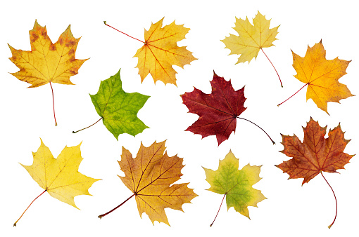 Collection of autumn maple leaf isolated on white background. Set of various maple leaves for design.