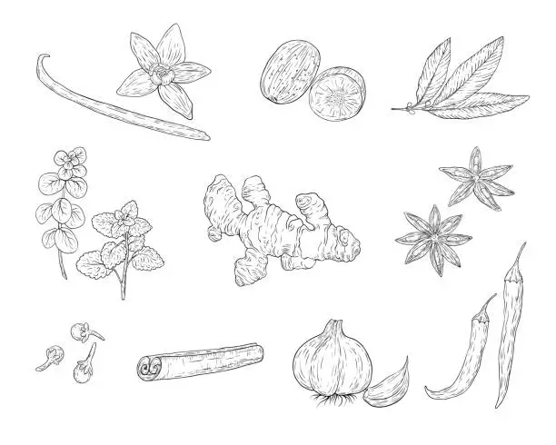 Vector illustration of Spices and herbs for baking and cooking. Hand sketched illustrations