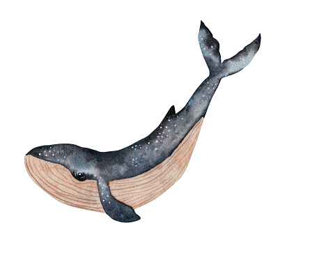 Whale, watercolor illustration. Isolated on white background