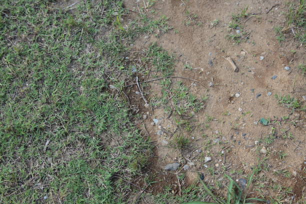 istock Mixed grass and gravel ground 2099624586