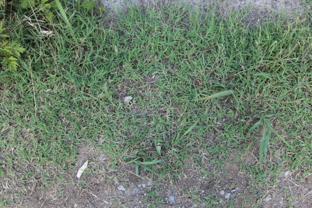 istock Mixed grass and gravel ground 2099626667