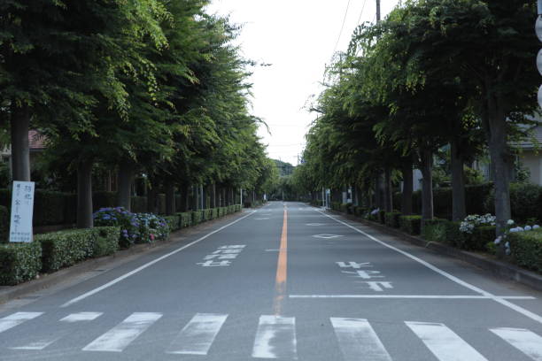 istock Landscape with roadside trees along the road 2099635012