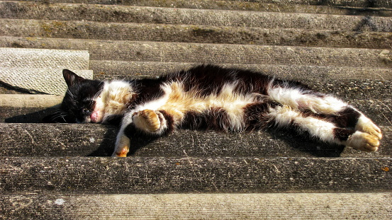 A cat sleeps peacefully on a weathered slate roof in the sunlight