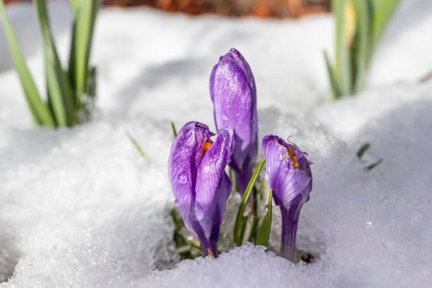 istock Early blooming crocus emerge from the snow 2099646003