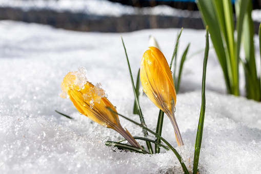 Crocus buds emerge from the early spring snow