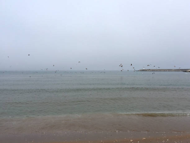 Foggy sea and sky background with seagulls. Seascape with fog and flying seagulls