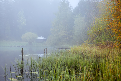 Autumn landscape in the early foggy morning on a beautiful lake with water lilies.