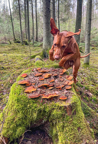 dog Rhodesian Ridgeback in the woods jumping against a tree stump with lichens and mushrooms