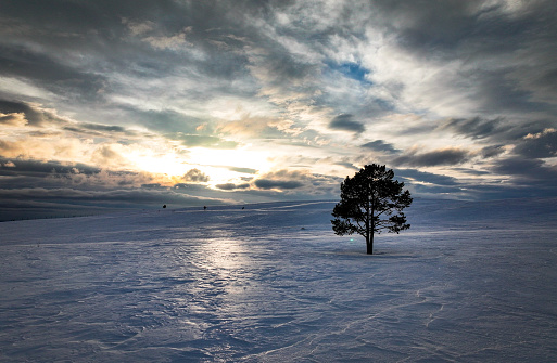 The Sun setting behind snow-covered tree