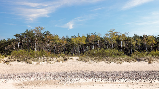 Panoramic view. Sandy beach and forest dune area of the Baltic Sea. View from the sea side.