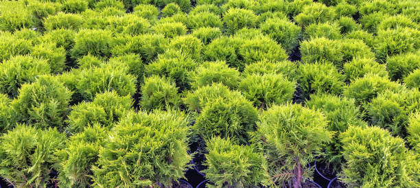 istock Seedlings of Thuja occidentalis danica in pots 2099652531