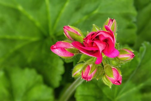 Pink geranium buds with a protruding flower close-up against a background of green leaves, blurred background