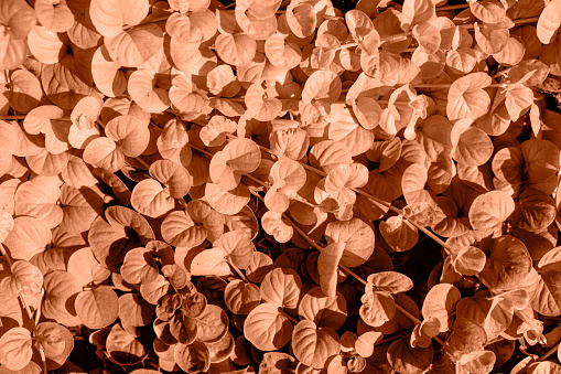 Background from leaves close-up in Color of the year 2024, Peachy Fuzz. Color of the year