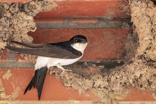 The swallow sits in a nest, under the ceiling by the bricks wall.