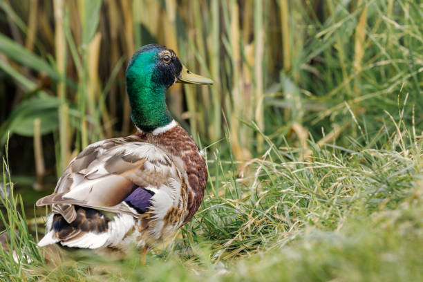 istock Male Mallard duck resting in green grass. 2099661653
