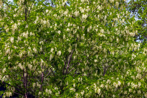 istock White flowers of acacia. 2099662704