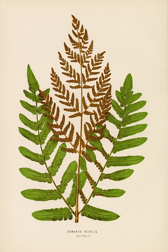 This beautiful botanical artwork was discovered within the most comprehensive world wide guide to ferns by renowned botanist; Edward Joseph Lowe (1825-1900). Born in Nottinghamshire, published on grasses and ferns and was also an authority on atmospheric phenomena. The first edition was published 1856-60 and serves as a monument to the Victorian passion for ferns illustrated by over 500 colour plates.