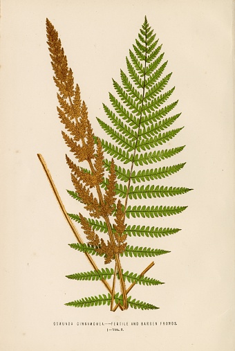 This beautiful botanical artwork was discovered within the most comprehensive world wide guide to ferns by renowned botanist; Edward Joseph Lowe (1825-1900). Born in Nottinghamshire, published on grasses and ferns and was also an authority on atmospheric phenomena. The first edition was published 1856-60 and serves as a monument to the Victorian passion for ferns illustrated by over 500 colour plates.