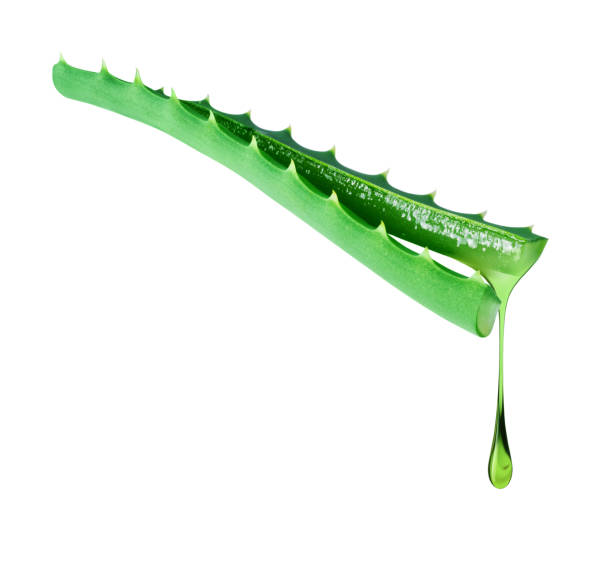 istock Drop drips from a cut aloe vera stem close up isolated on a white background 2099692207