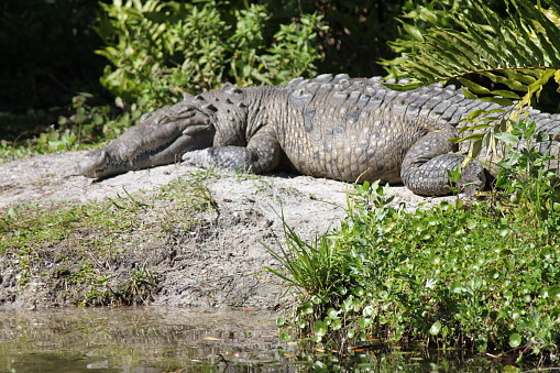 Crocodile American Reptile, Crocodylidae, large semiaquatic animal.