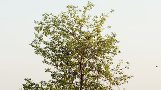 Rosewood tree (Sissoo Tree)