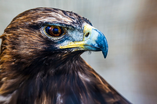 Close-up of the head of a golden eagle with the background out of focus.