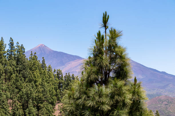 istock Pico Verde - Hiking trail through the lush green dense Canary pine tree forest with view on Pico del Teide, Tenerife, Spain. 2099708439