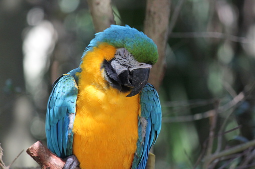 Gold and Blue Macaw Bird, Ara ararauna, large Neotropical Parrot animal.