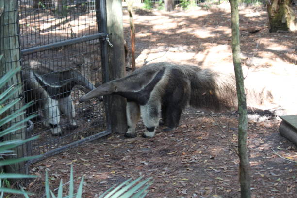 istock Giant Anteater 2099709518