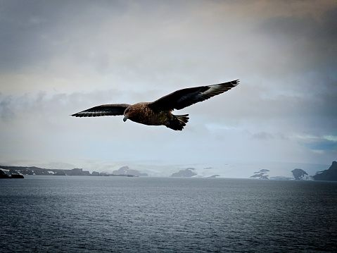 Albatros in flight near the Antarctic peninsula.