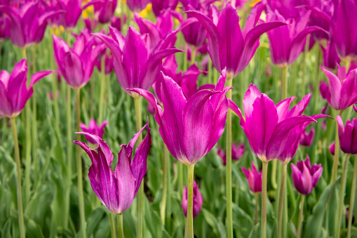 Bright purple violet colored field of tulip flowers