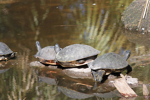 Four River Turtle, Arrau turtle, Podocnemis expansa, Podocnemididae, Testudines, Aquatic Reptile animal.